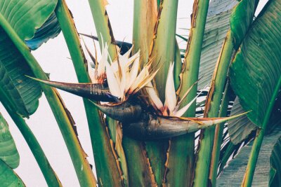 Papier peint  Giant bird of paradise flower (Strelitzia nicolai). Tropical jungle plant flower.