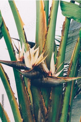 Papier peint  Giant bird of paradise flower (Strelitzia nicolai). Tropical jungle plant flower.