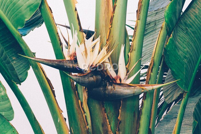 Papier peint  Giant bird of paradise flower (Strelitzia nicolai). Tropical jungle plant flower.