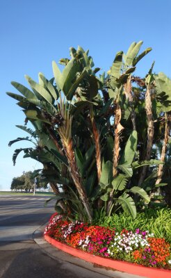 Papier peint  Giant Bird of Paradise (Strelitzia nicolai) tropical plant in a flower bed near entrance to Mission Bay Bahia Point and Ventura Cove public beach, San Diego, CA