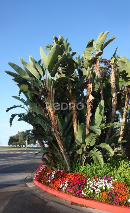 Papier peint  Giant Bird of Paradise (Strelitzia nicolai) tropical plant in a flower bed near entrance to Mission Bay Bahia Point and Ventura Cove public beach, San Diego, CA