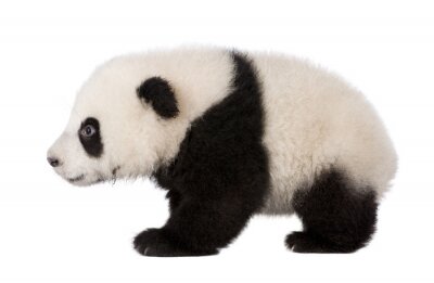 Giant Panda (4 mois) - Ailuropoda melanoleuca