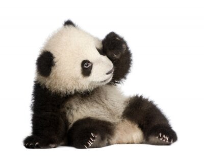 Giant Panda (6 mois) - Ailuropoda melanoleuca