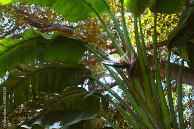 Papier peint  Giant white bird of paradise or wild banana (Strelitzia nicolai)