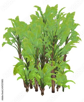 Papier peint  Giant white bird of paradise or wild banana tree, strelitzia nicolai - 3D render