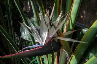 Papier peint  Giant white bird of paradise, Strelitzia nicolai