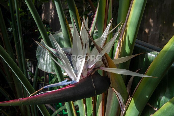 Papier peint  Giant white bird of paradise, Strelitzia nicolai