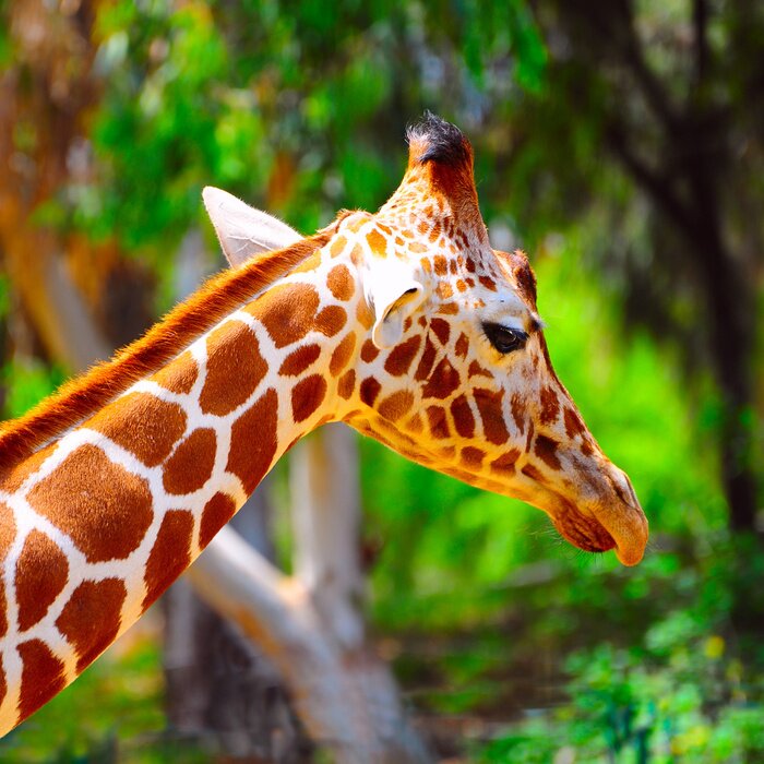 Papier peint  Girafe africaine
