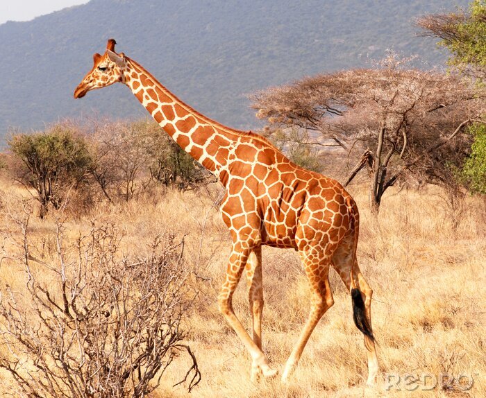 Papier peint  Girafe africaine dans la savane