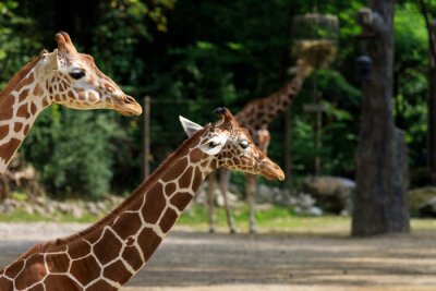 Papier peint  girafe au zoo