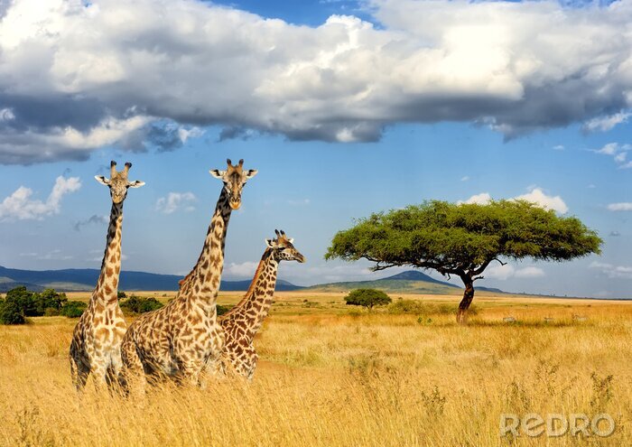 Papier peint  Girafe dans le parc national du Kenya
