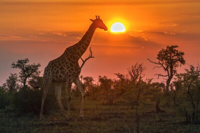 Papier peint  Girafe dans le parc national Kruger, Afrique du Sud