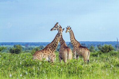 Papier peint  Girafe dans le parc national Kruger, Afrique du Sud