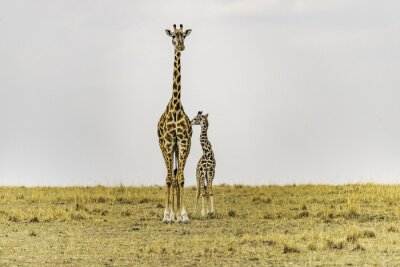 Papier peint  Girafe femelle et nouveau-né debout à proximité, touchant. La mère regarde droit devant. Paysage de savane africaine. Copier l'espace dans le ciel.