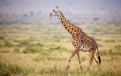 Girafe marchant au Kenya