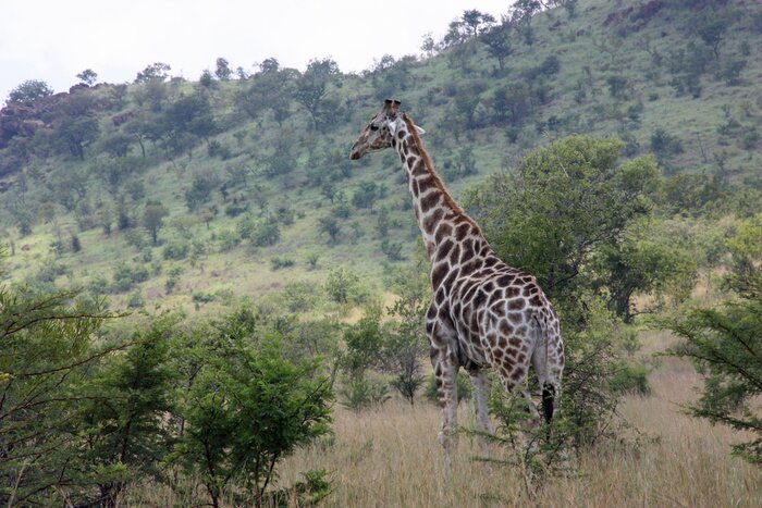 Papier peint  Girafe, observation, sud, africain, buisson