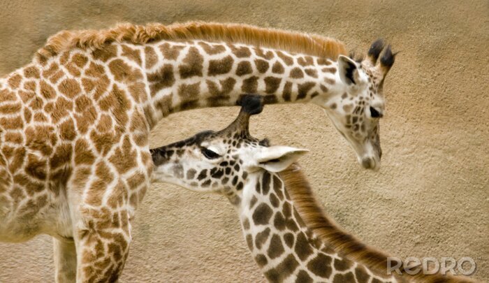 Papier peint  girafes