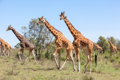 Papier peint  Girafes africaines safari