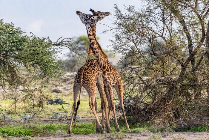Papier peint  girafes amoureuses