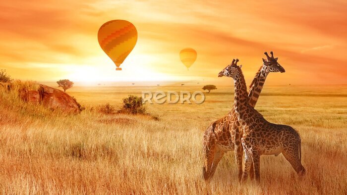 Papier peint  Girafes dans la savane africaine avec un coucher de soleil en arrière-plan