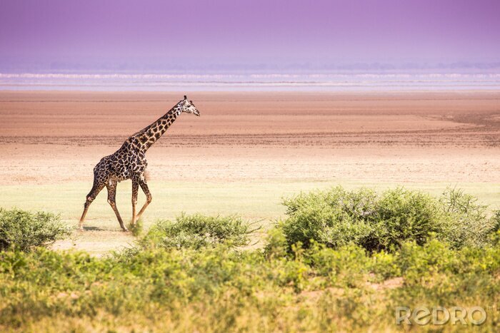 Papier peint  Girafes dans le parc national du lac Manyara, en Tanzanie