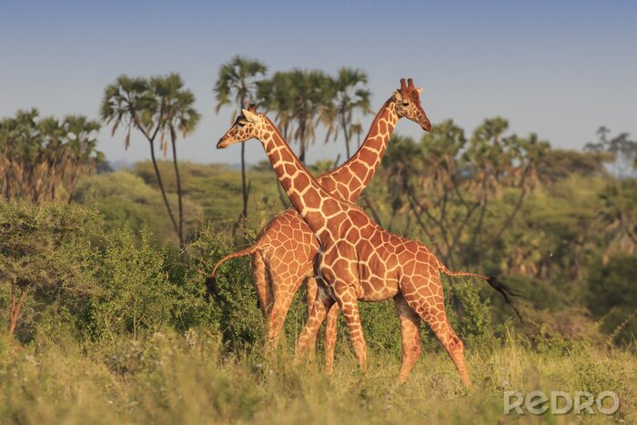 Papier peint  Girafes en savane africaine