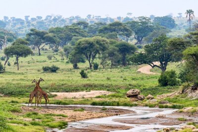 Papier peint  Girafes en Tanzanie, Afrique