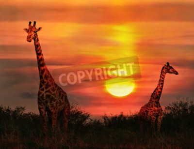 Papier peint  Girafes et coucher de soleil