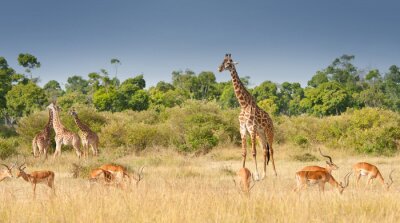 Papier peint  girafes et impalas qui paissent dans la savane au Kenya