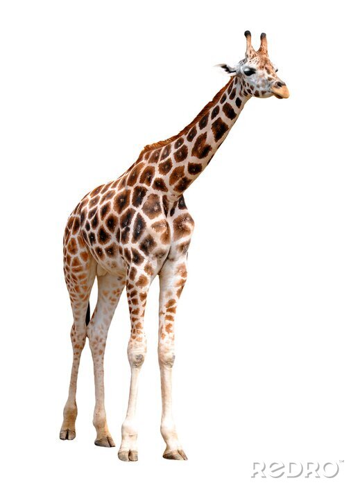 Papier peint  girafes isolés