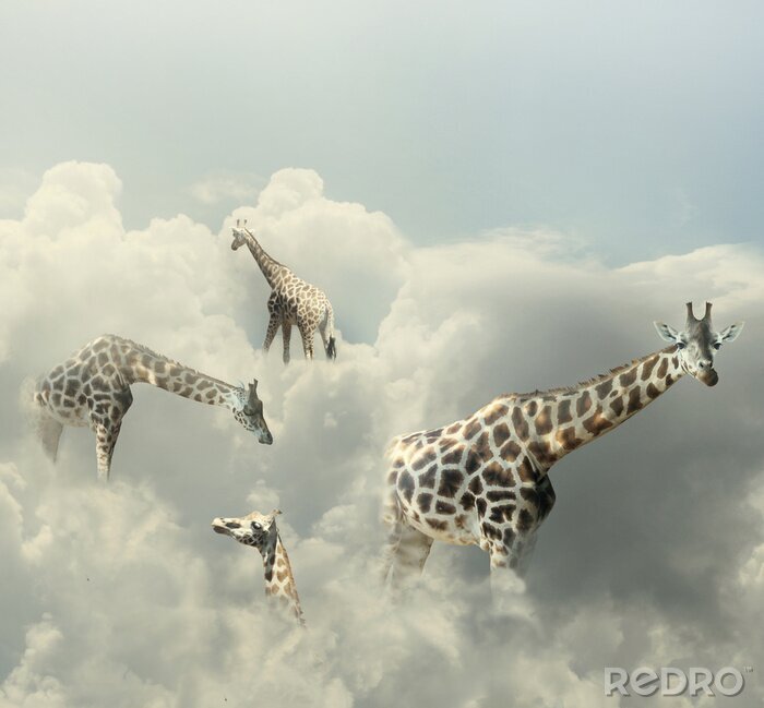 Papier peint  Girafes Paradise