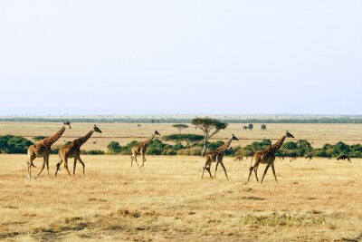 Papier peint  Girafes sauvages en Afrique