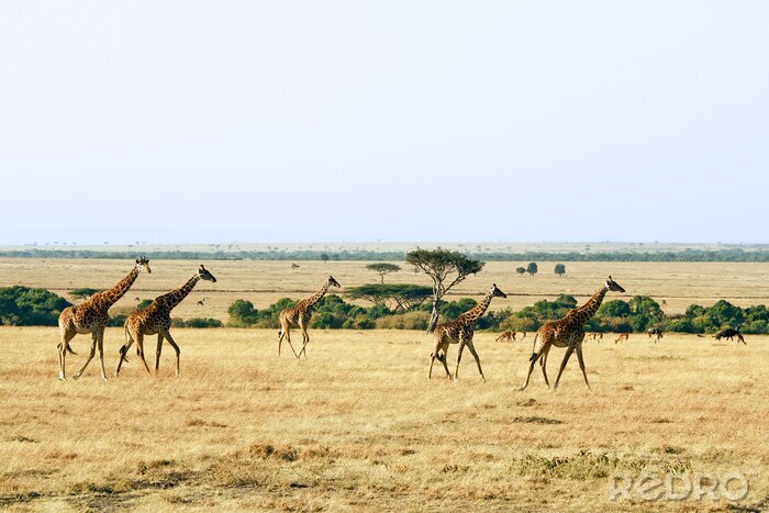 Papier peint  Girafes sauvages en Afrique