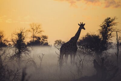 Papier peint  giraffe at sunset