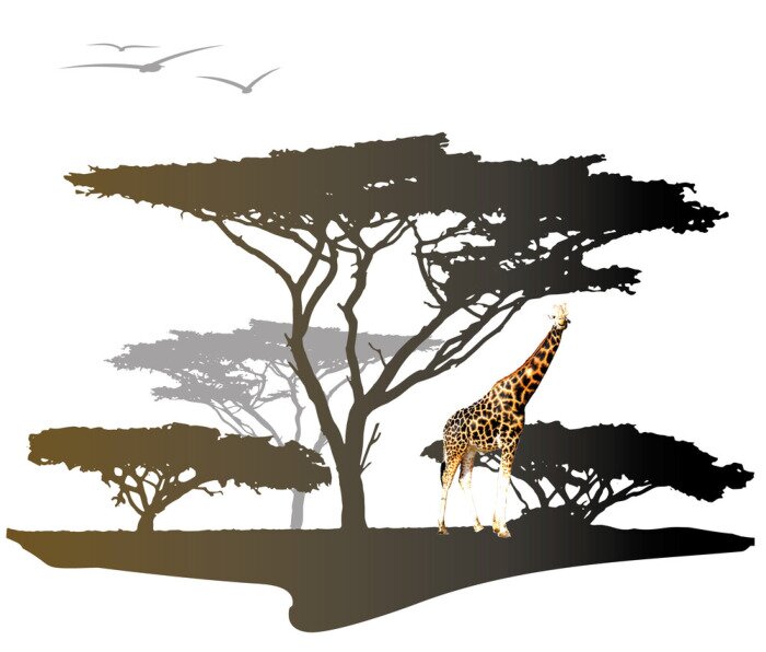 Papier peint  Giraffe avec la silhouette de l'arbre