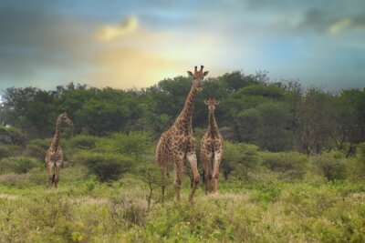 Papier peint  giraffe in africa
