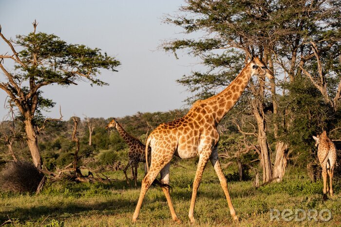Papier peint  giraffe in National park Africa