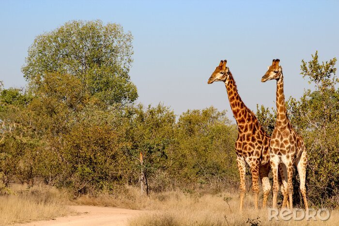 Papier peint  Giraffe in Sabi Sand National Park, South Africa