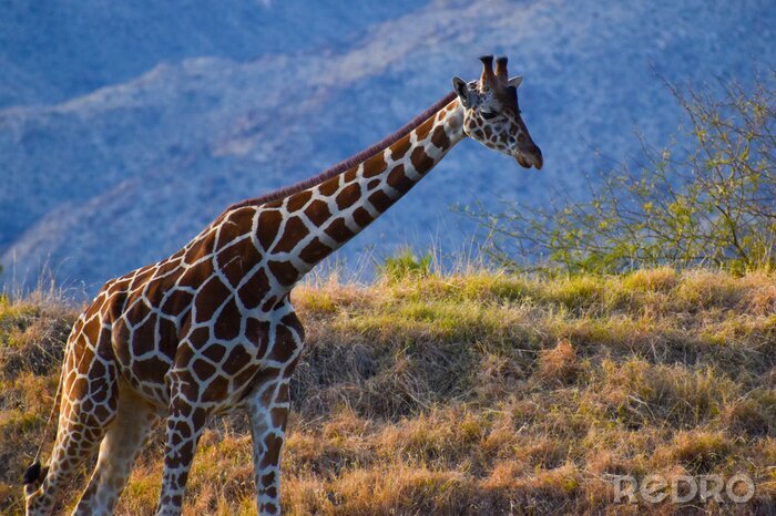 Papier peint  giraffe on Safari