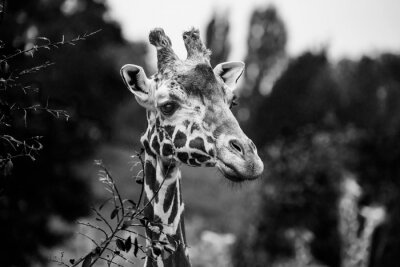 Papier peint  giraffe portrait in black and white