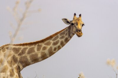 Papier peint  giraffe safari head close adventure wildlife
