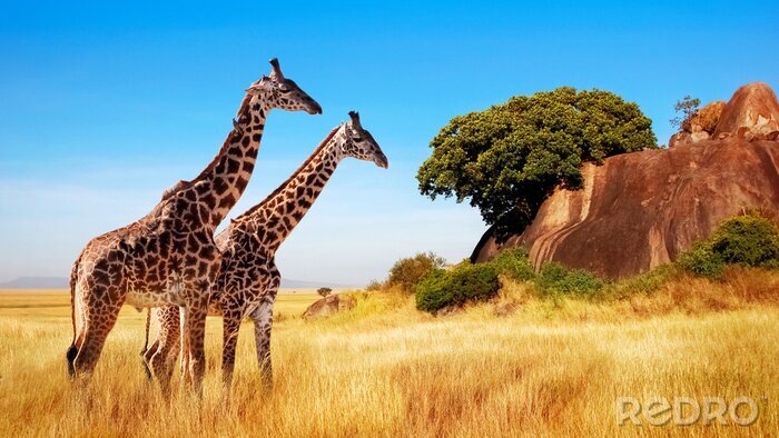 Papier peint  Giraffes in the African savannah. Serengeti National Park. Africa. Tanzania.