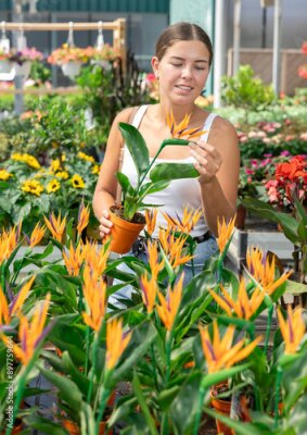 Papier peint  Girl in sales area of flower exhibition examines strelitzia flower, chooses plants for landscaping apartment, front garden. Exhibition and sale, self-service store with plants and related products