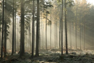 Givre dans une forêt d'automne