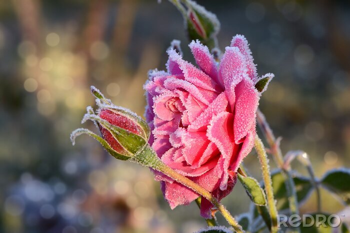 Papier peint  Givre sur les pétales de rose
