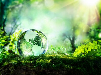 Papier peint  Globe de cristal sur la mousse dans une forêt - notion environnement
