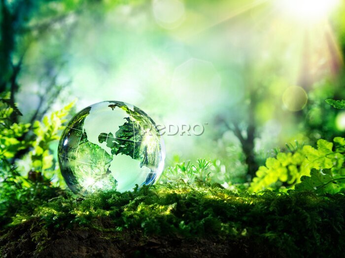 Papier peint  Globe de cristal sur la mousse dans une forêt - notion environnement