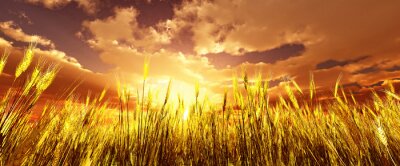 Golden champ de blé