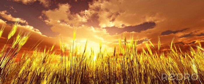 Papier peint  Golden champ de blé