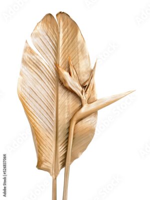 Papier peint  Golden palm leaves, strelitzia flower, bird of paradise. Banana leaf. Bouquet isolated. Nature background.
